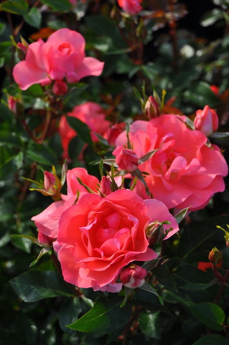 ġۥХ ɥե  6ȭʡJ-FL10