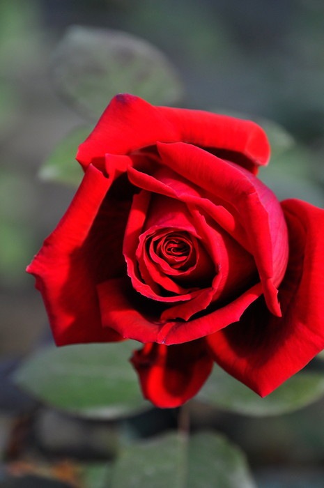 �Х��ġ����ġۥե��ڥХ��󥪡������ ���� 6��ȭ�����ʡη����ʼ�ϡ�JB-ORA��