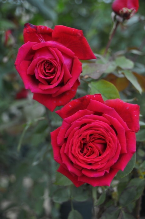 �Х��ġ����ġۥե��ڥХ��󥪡������ ���� 6��ȭ�����ʡη����ʼ�ϡ�JB-ORA��