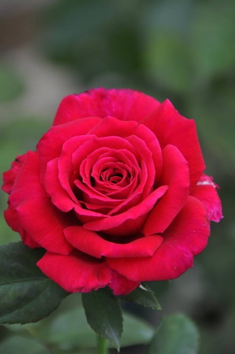 �Х��ġ����ġۥե��ڥХ��󥪡������ ���� 6��ȭ�����ʡη����ʼ�ϡ�JB-ORA��