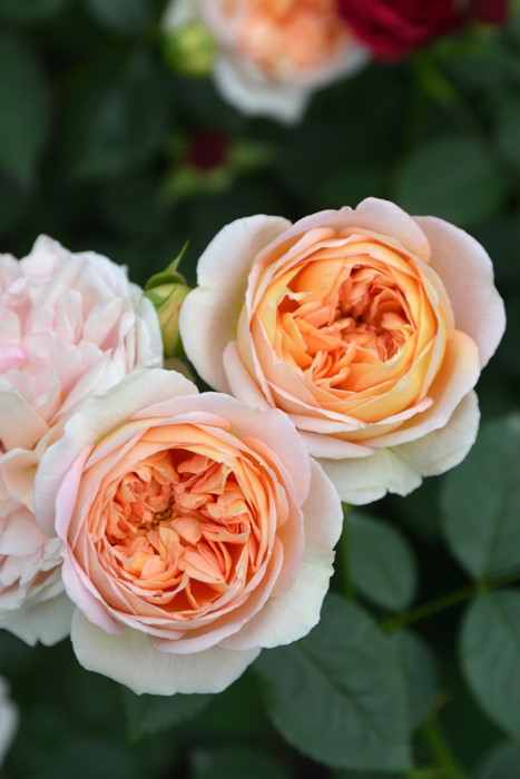 �Х��ġ����ġۥ��塼�������� ���� 6��ȭ�����ʡ����ӿ建�� ��Ͽ�ʼ�ϡ�J-RP��