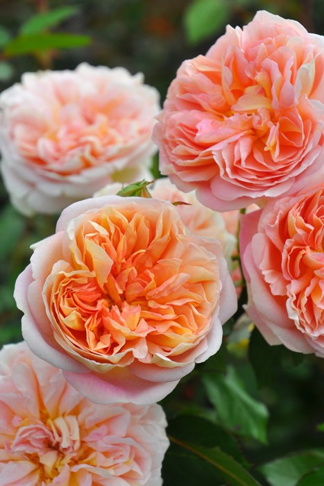 �Х��ġ����ġۥ��塼�������� ���� 6��ȭ�����ʡ����ӿ建�� ��Ͽ�ʼ�ϡ�J-RP��