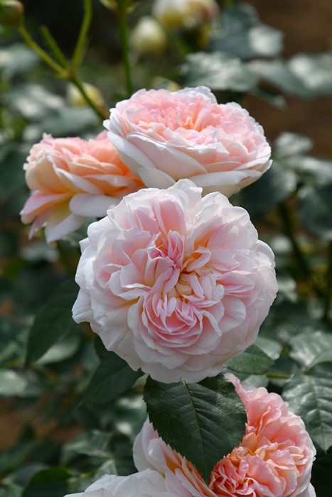 �Х��ġ����ġۥ��塼�������� ���� 6��ȭ�����ʡ����ӿ建�� ��Ͽ�ʼ�ϡ�J-RP��