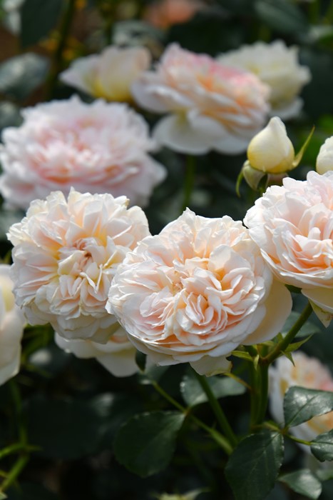 �Х��ġ����ġۥ��塼�������� ���� 6��ȭ�����ʡ����ӿ建�� ��Ͽ�ʼ�ϡ�J-RP��