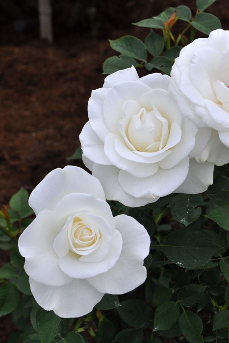 ġۥХ 業  6ȭʡJ-HT20