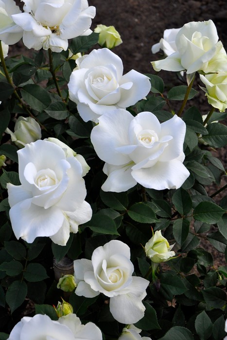 ġۥХ 業  6ȭʡJ-HT20