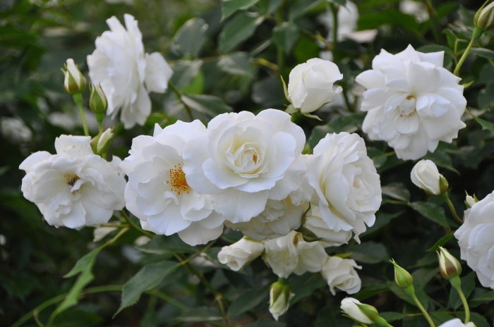 ХġġۥС  6ȭʡJ-FL10