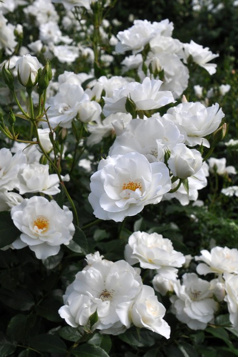 ХġġۥС  6ȭʡJ-FL10