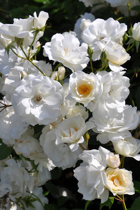 ХġġۥС  6ȭʡJ-FL10