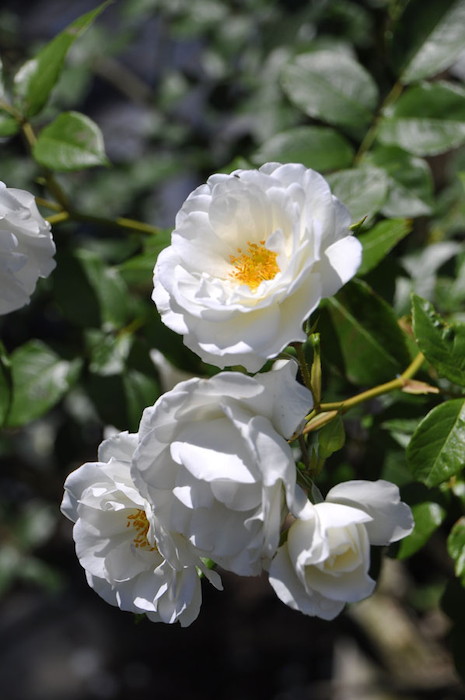 ХġġۥС  6ȭʡJ-FL10