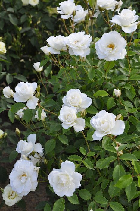 ХġġۥС  6ȭʡJ-FL10