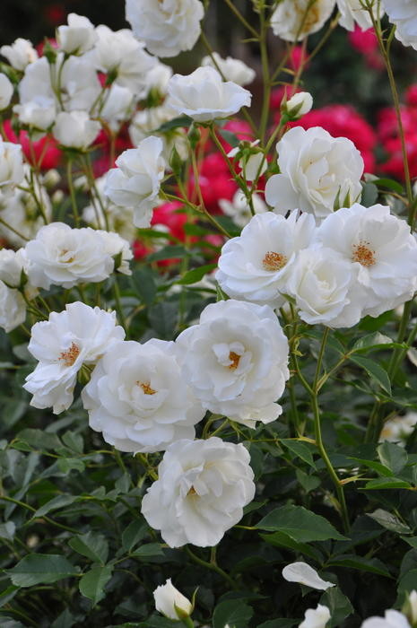 ХġġۥС  6ȭʡJ-FL10