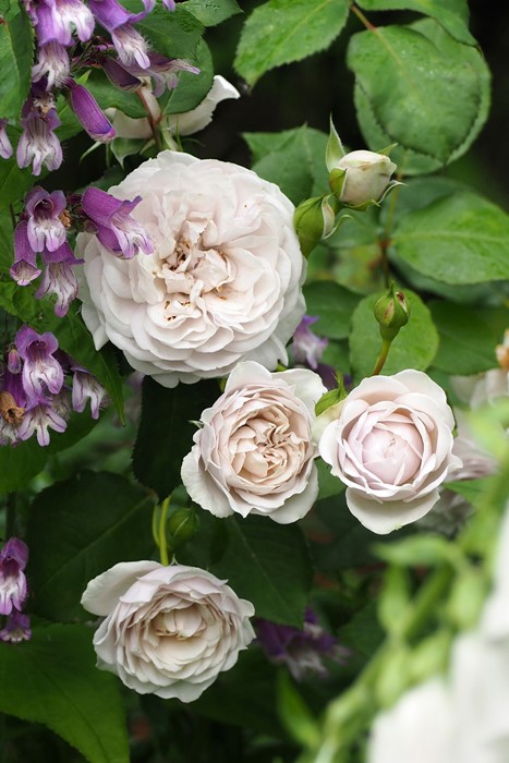 ���ߵ����ġۥХ��� ���ꥼ�꡼ ���� 6��ȭ�����ʡη����ʼ�ϡ�OM-DM�ա�0109�����