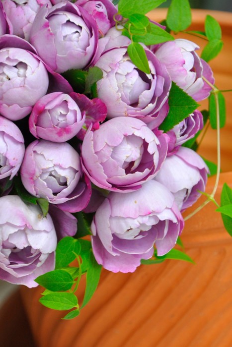 �Х��ġ����ġۥ֥�ɥ��ѥ�ե��� ���� 6��ȭ�����ʡη����ʼ�ϡ�OS-OS2��