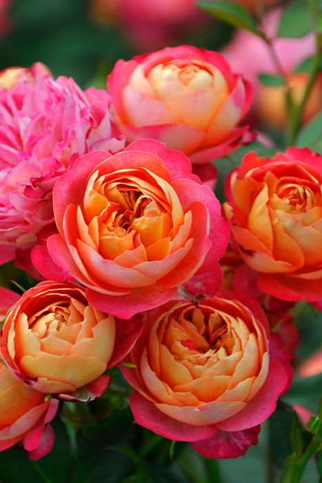 ���ߵ����ġۥХ��� ���쥤����ޥ�ƥ��� ���� 6��ȭ�����ʡ����ӿ建�� ��Ͽ�ʼ�ϡ�J-IRM3�ա�1120�����