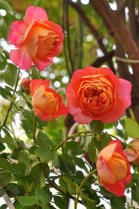 ���ߵ����ġۥХ��� ���쥤����ޥ�ƥ��� ���� 6��ȭ�����ʡ����ӿ建�� ��Ͽ�ʼ�ϡ�J-IRM3�ա�1120�����