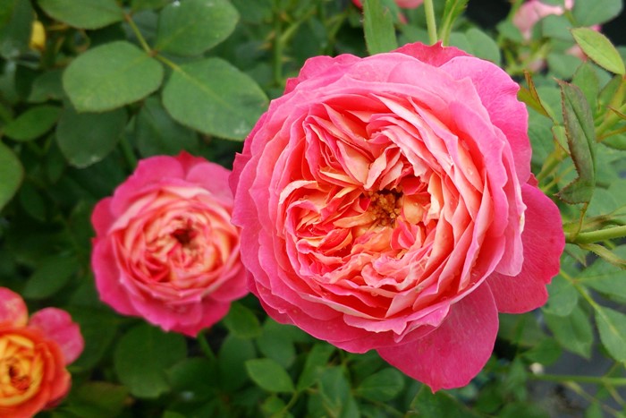 ���ߵ����ġۥХ��� ���쥤����ޥ�ƥ��� ���� 6��ȭ�����ʡ����ӿ建�� ��Ͽ�ʼ�ϡ�J-IRM3�ա�1120�����