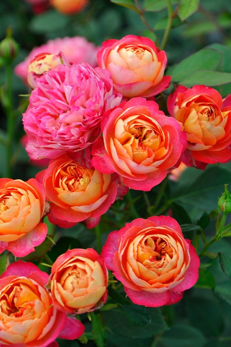 ���ߵ����ġۥХ��� ���쥤����ޥ�ƥ��� ���� 6��ȭ�����ʡ����ӿ建�� ��Ͽ�ʼ�ϡ�J-IRM3�ա�1120�����