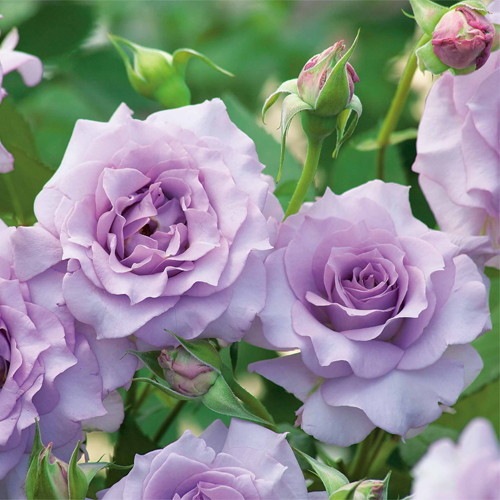 �Х��ġ����ġۥ����� ���� 6��ȭ�����ʡ����ӿ建�� ��Ͽ�ʼ�ϡ�TK-TK2��