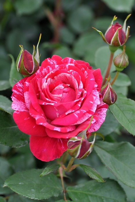 ġۥХ ޥ  6ȭʡηʼϡHan-DEL