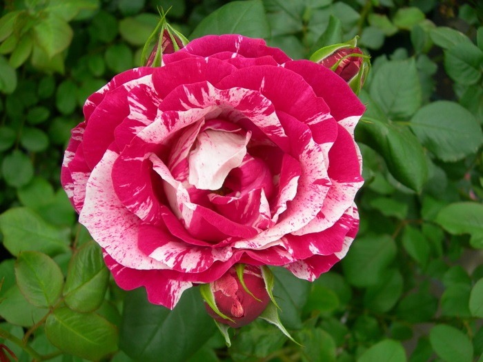 ġۥХ ޥ  6ȭʡηʼϡHan-DEL