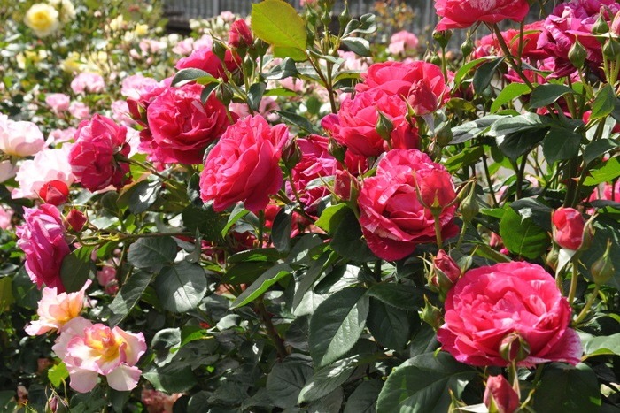 ġۥХ ޥ  6ȭʡηʼϡHan-DEL