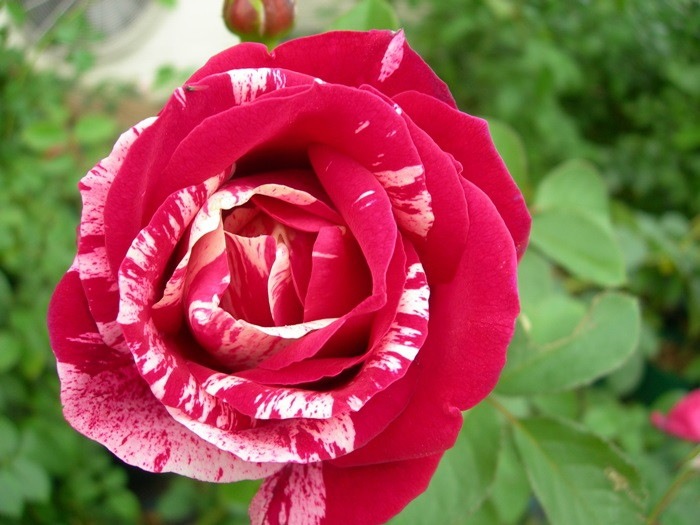 ġۥХ ޥ  6ȭʡηʼϡHan-DEL