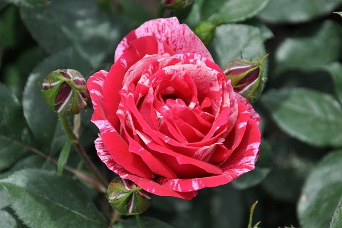 ġۥХ ޥ  6ȭʡηʼϡHan-DEL