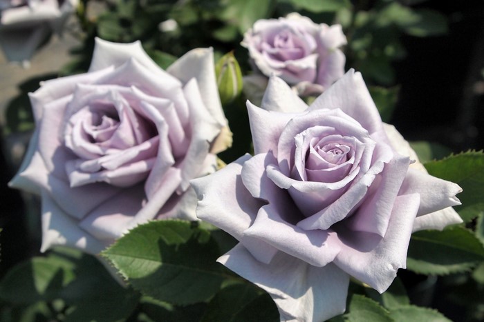 ġۥХ 夦ζ  6ȭʡJB-KAI