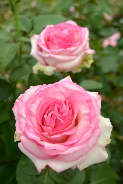 ���ߵ����ġۥХ��� �������� ���� 6��ȭ�����ʡ����ӿ建�� �ʼ���Ͽ�д���ϡ�IR-IRO3��