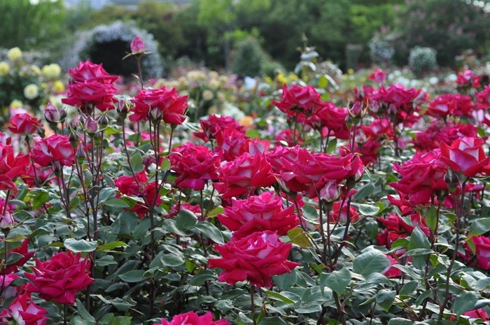 ġۥХ   6ȭʡJ-HT20