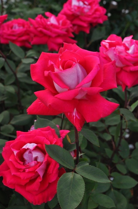 ġۥХ   6ȭʡJ-HT20