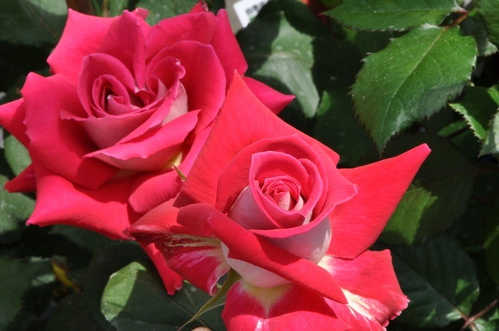 ġۥХ   6ȭʡJ-HT20