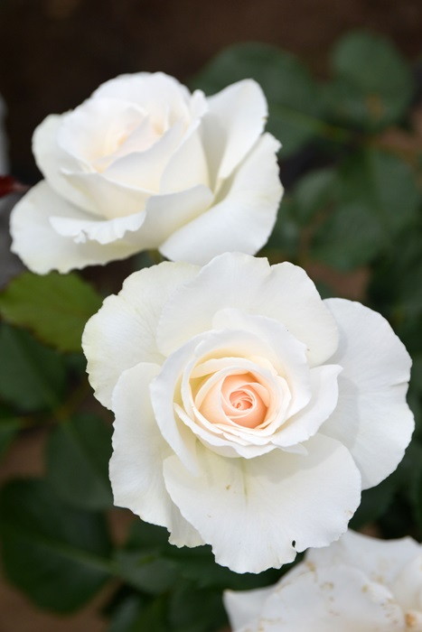 Хġġۥޡåȥ  6ȭʡJ-FL10