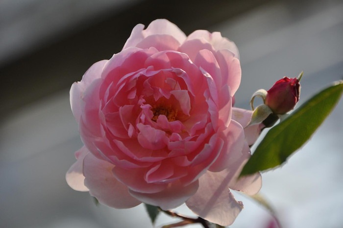 【大苗】バラ苗 メアリーディレイニー【モーティマーサックラー】 輸入苗 7号鉢植え品［農林水産省 登録品種］《ER-Y》