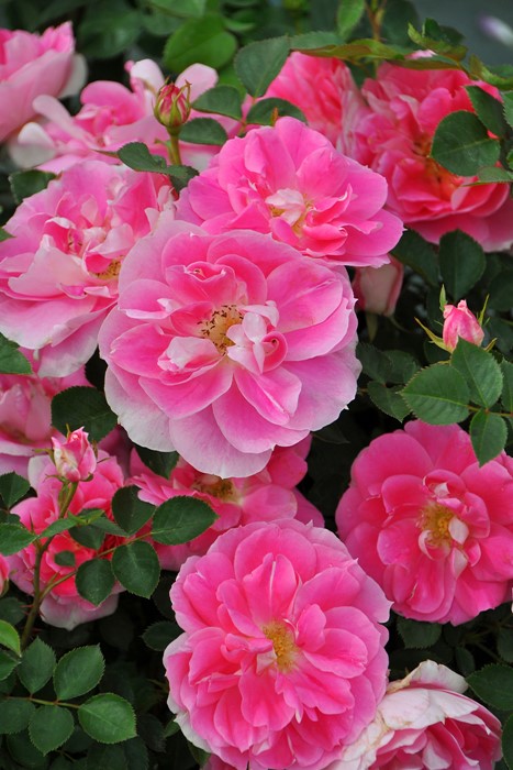 Хġġۥե꡼  6ȭʡJ-FL20