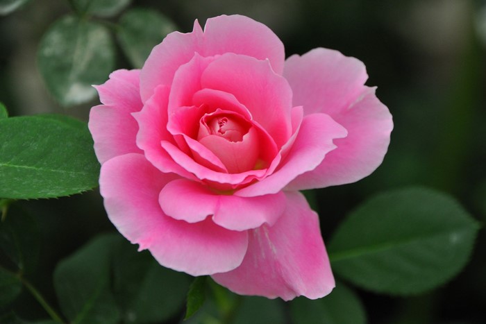 Хġġۥե꡼  6ȭʡJ-FL20