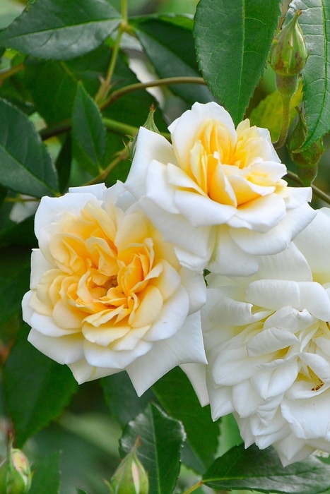 ���ߵ����ġۥХ��� ���ꥹ�������ƥ饰�쥤 ���� 6��ȭ�����ʡ�J-OB10��