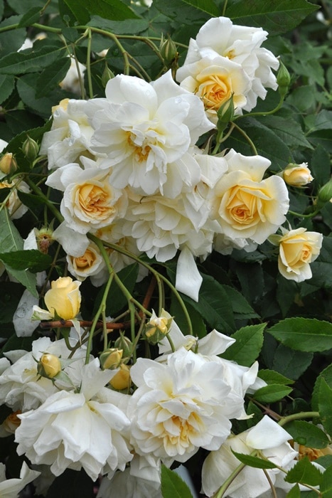 ���ߵ����ġۥХ��� ���ꥹ�������ƥ饰�쥤 ���� 6��ȭ�����ʡ�J-OB10��