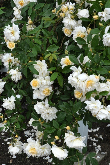 ���ߵ����ġۥХ��� ���ꥹ�������ƥ饰�쥤 ���� 6��ȭ�����ʡ�J-OB10��