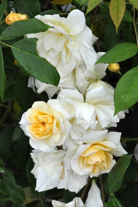 ���ߵ����ġۥХ��� ���ꥹ�������ƥ饰�쥤 ���� 6��ȭ�����ʡ�J-OB10��