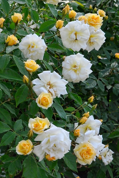 ���ߵ����ġۥХ��� ���ꥹ�������ƥ饰�쥤 ���� 6��ȭ�����ʡ�J-OB10��