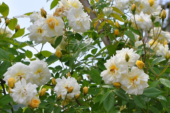 ���ߵ����ġۥХ��� ���ꥹ�������ƥ饰�쥤 ���� 6��ȭ�����ʡ�J-OB10��