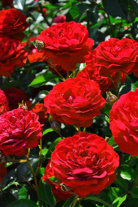 ���ߵ����ġۥХ��� �ǥ����ץܥ�ɡ� ���� 6��ȭ�����ʡ����ӿ建�� ��Ͽ�ʼ�ϡ�IR-IRO3��