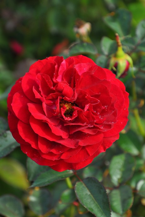 ���ߵ����ġۥХ��� �ǥ����ץܥ�ɡ� ���� 6��ȭ�����ʡ����ӿ建�� ��Ͽ�ʼ�ϡ�IR-IRO3��