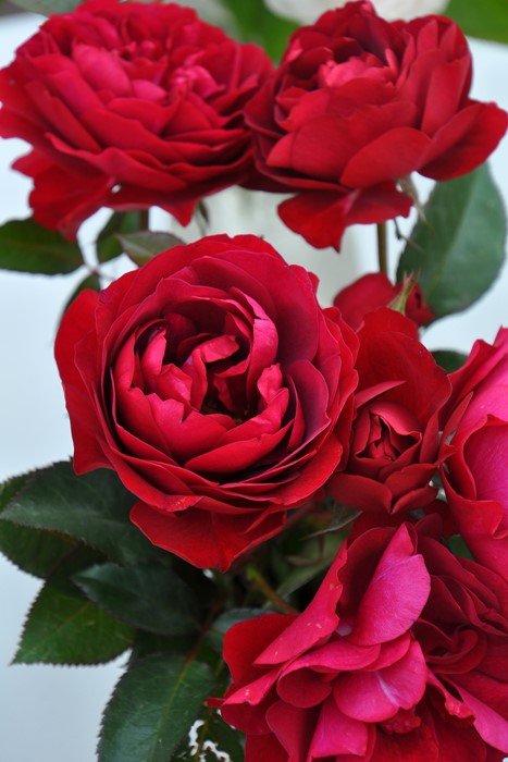 ���ߵ����ġۥХ��� �ǥ����ץܥ�ɡ� ���� 6��ȭ�����ʡ����ӿ建�� ��Ͽ�ʼ�ϡ�IR-IRO3��