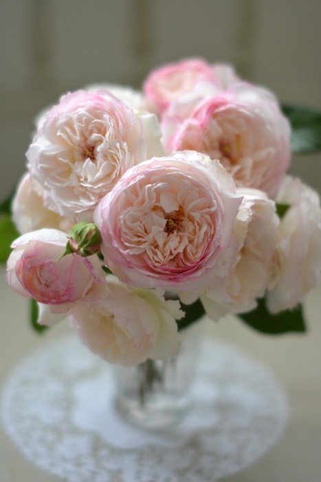 ���ߵ����ġۥХ��� ���ܥ� ���� 6��ȭ�����ʡ����ӿ建�� �ʼ���Ͽ�д���ϡ�Kb-RM�ա�0116�����