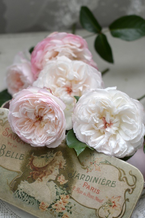 ���ߵ����ġۥХ��� ���ܥ� ���� 6��ȭ�����ʡ����ӿ建�� �ʼ���Ͽ�д���ϡ�Kb-RM�ա�0116�����