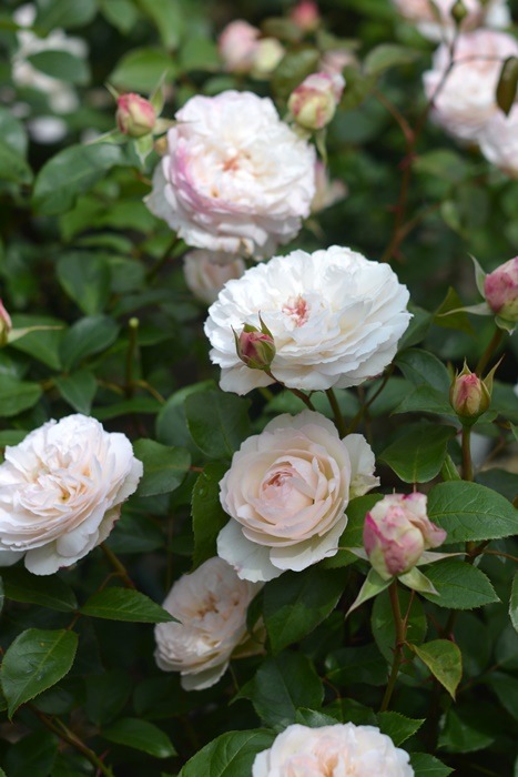 ���ߵ����ġۥХ��� ���ܥ� ���� 6��ȭ�����ʡ����ӿ建�� �ʼ���Ͽ�д���ϡ�Kb-RM�ա�0116�����