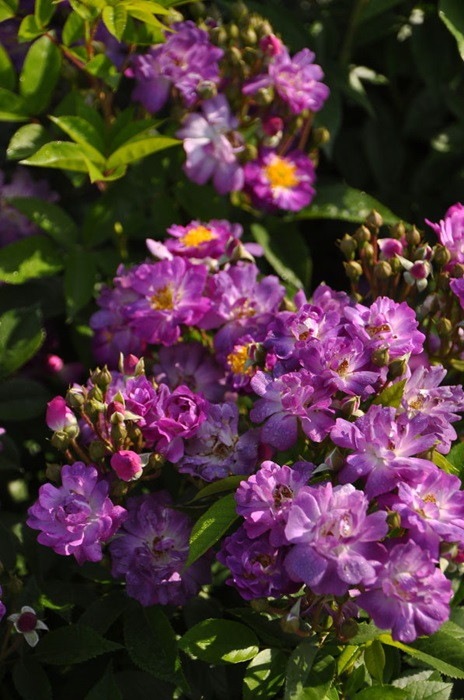 Хġġۥ֥롼֥顼ڥեե֥饦  6ȭʡJ-OC10